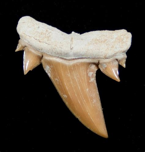 fossil shark teeth pictures.